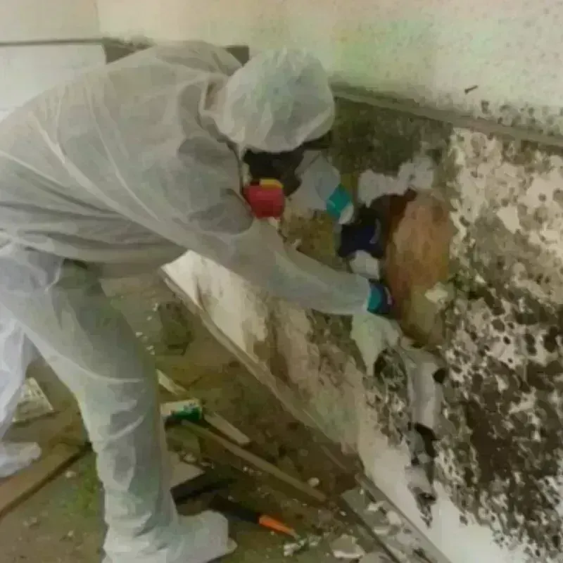 Mold Remediation and Removal in Burnham, IL